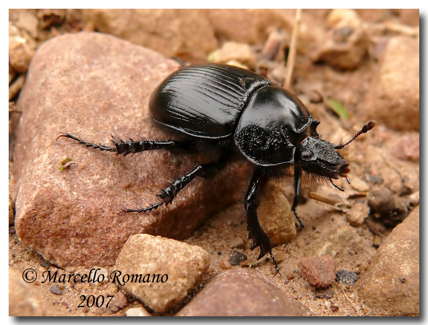  tempo di Typhaeus typhoeus (Geotrupidae)